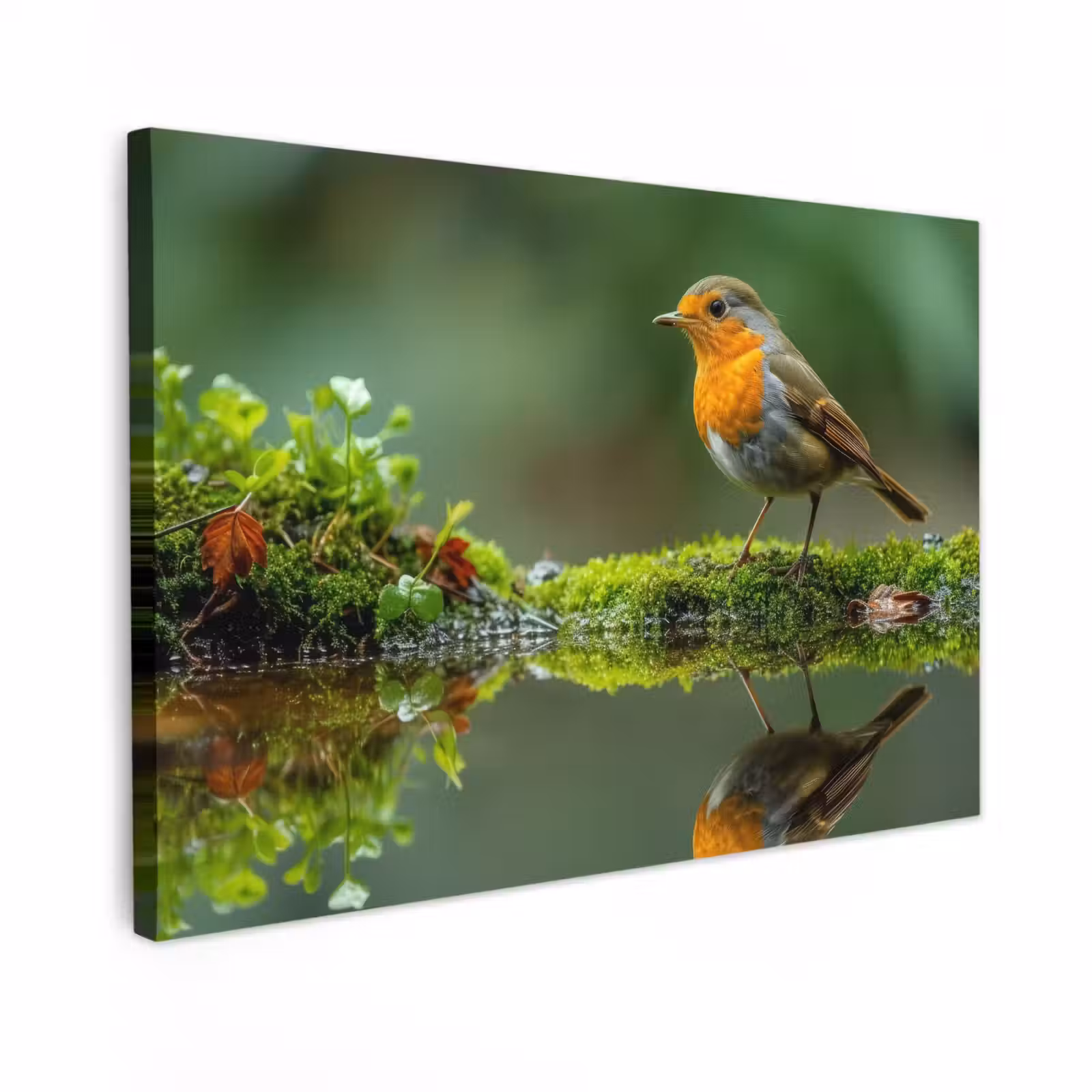 Toile extérieure - Robin au bord de l'eau — 1