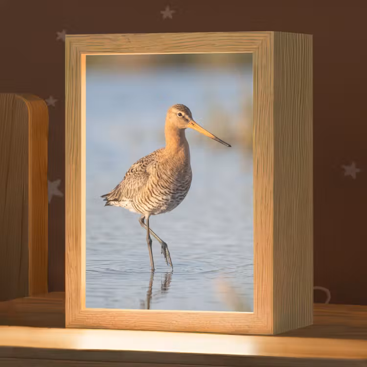 Veilleuse - Oiseau - Échasse - Eau - Nature — 1