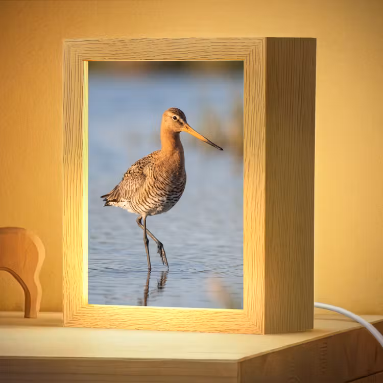 Veilleuse - Oiseau - Échasse - Eau - Nature — 2
