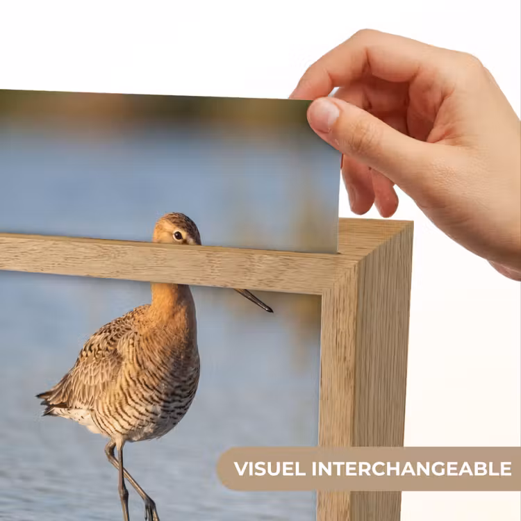 Veilleuse - Oiseau - Échasse - Eau - Nature — 7