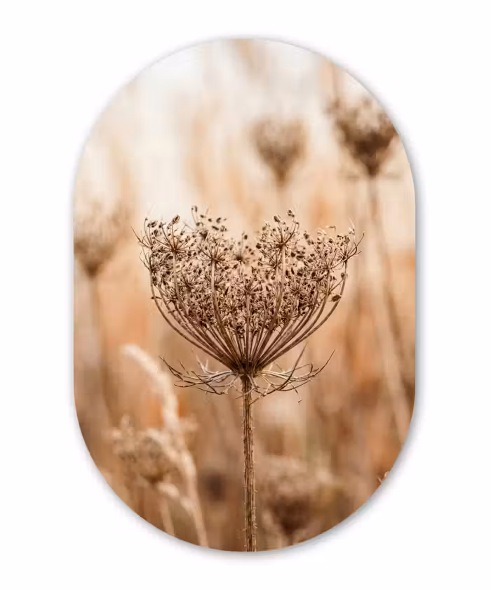 Décoration murale ovale en aluminium - Fleur d'écran - Fleur sèche - Hiver - Beige - Minimaliste