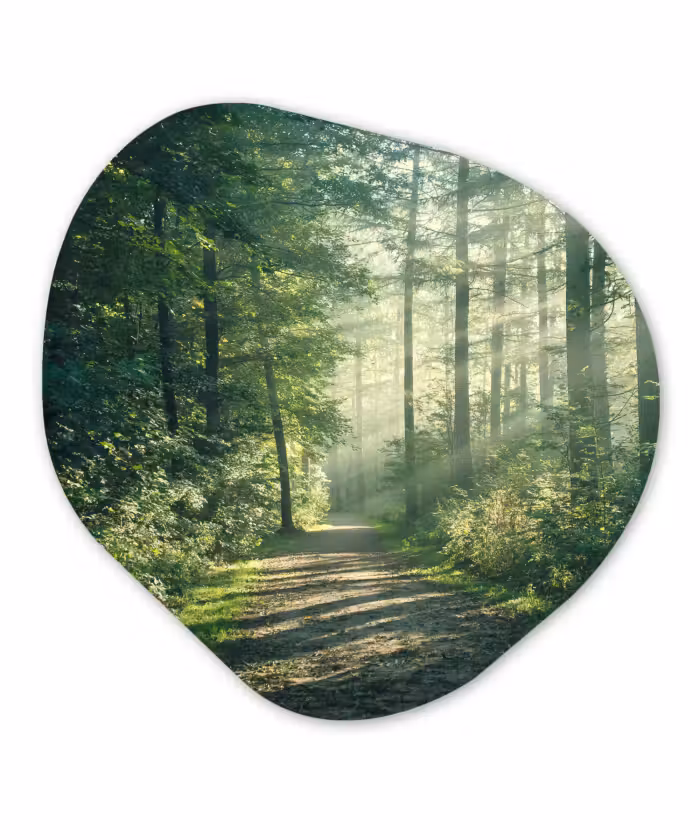 Forme organique - Forex - Forêt - Chemin - Soleil - Arbres - Vert - Nature