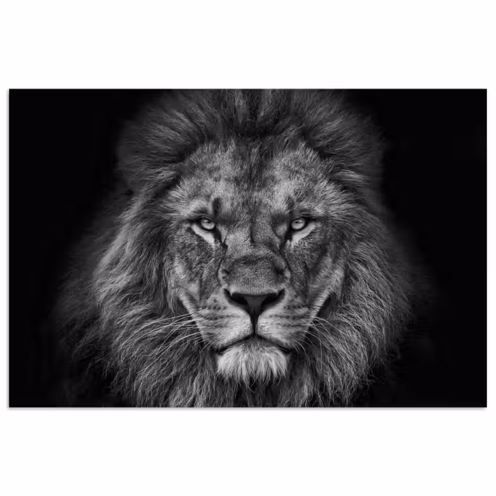 Affiche - Lion - Animaux - Noir - Blanc