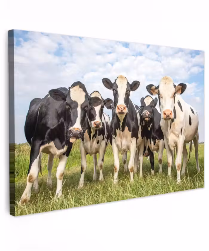 Toile extérieure - Vaches curieuses dans le pré