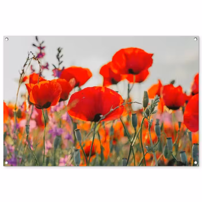 Poster d'extérieur - Fleurs de coquelicots
