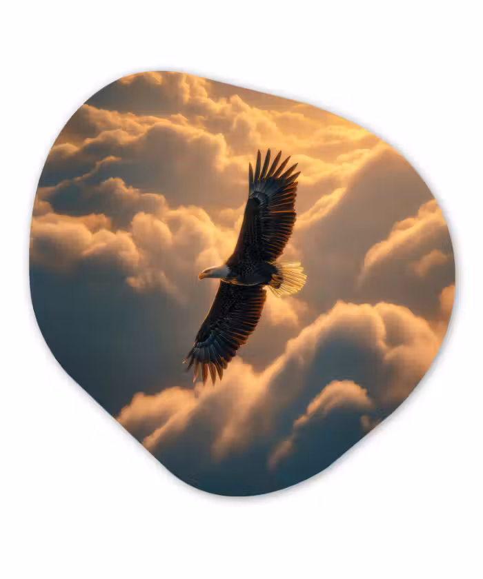 Forme organique - Forex - Aigle - Nuages - Soleil